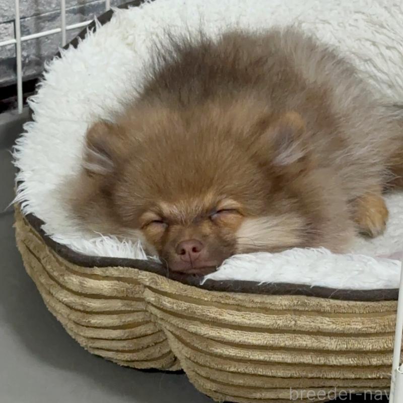 販売中の兵庫県のポメラニアン-421655