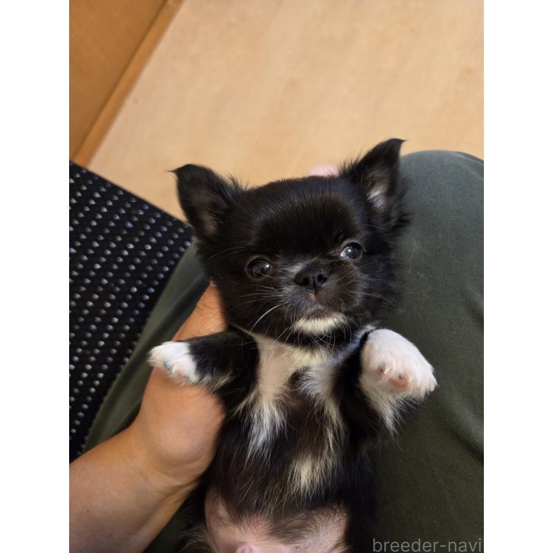 販売中の東京都のチワワ(ロングコート)-428064の3枚目