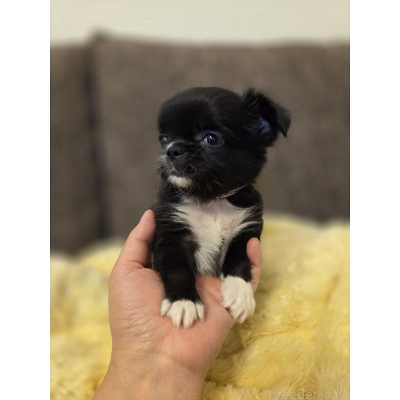 販売中の東京都のチワワ(ロングコート)-428064の2枚目