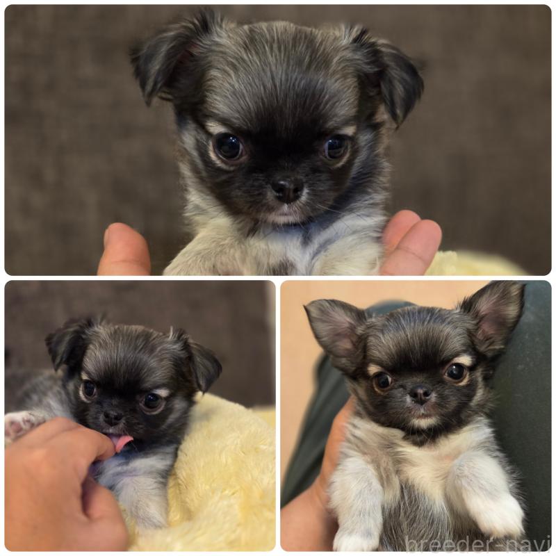 販売中の東京都のチワワ(ロングコート)-428065の2枚目