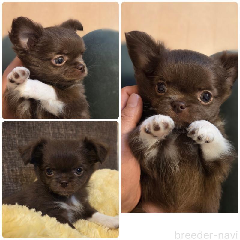 販売中の東京都のチワワ(ロングコート)-428066の2枚目