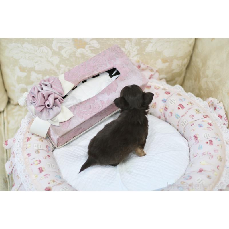 販売中の兵庫県のチワワ(ロングコート)-428068の6枚目