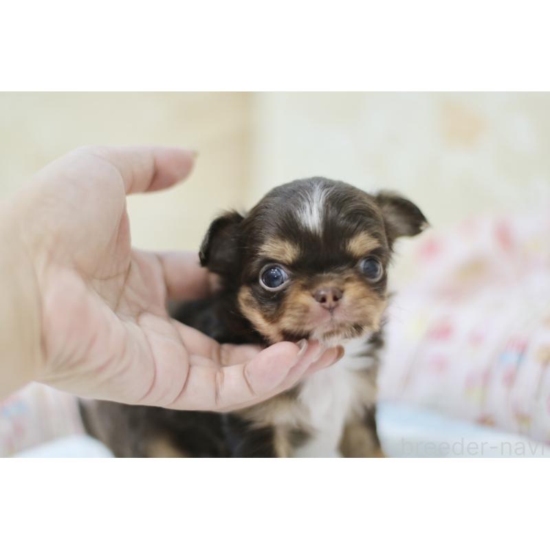 販売中の兵庫県のチワワ(ロングコート)-428068の5枚目