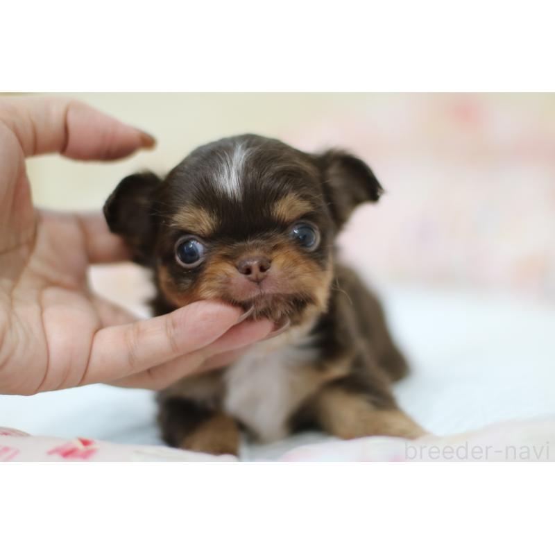 販売中の兵庫県のチワワ(ロングコート)-428068の4枚目