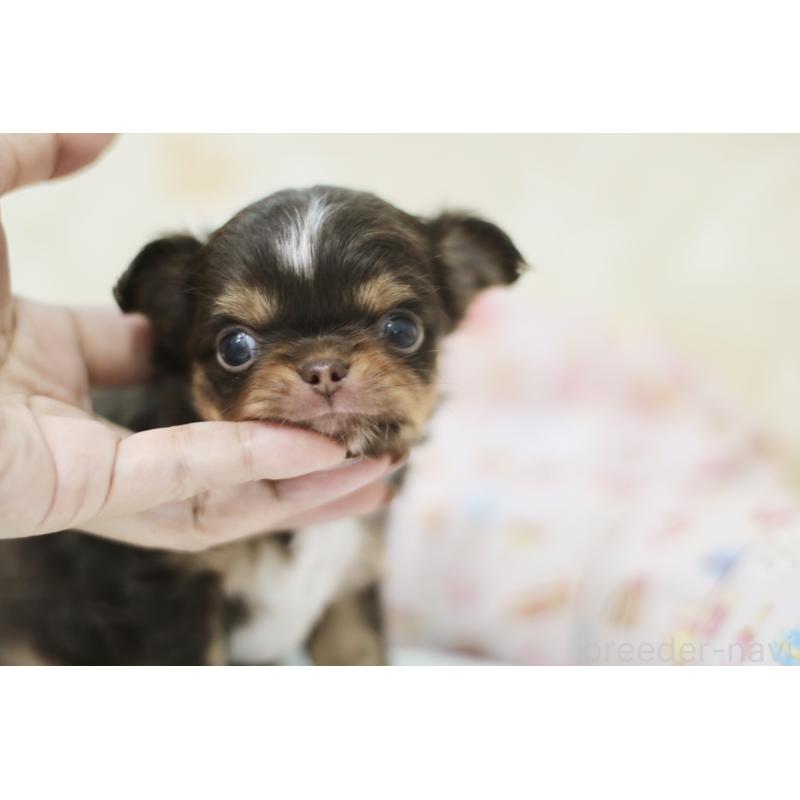 販売中の兵庫県のチワワ(ロングコート)-428068の3枚目