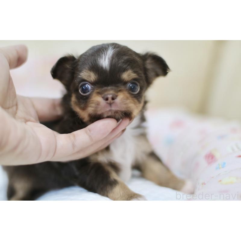 販売中の兵庫県のチワワ(ロングコート)-428068の2枚目