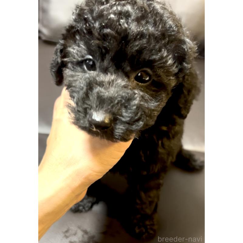 販売中の奈良県のトイプードル-428067の10枚目