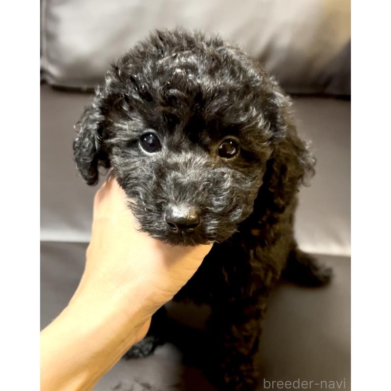 販売中の奈良県のトイプードル-428067の9枚目