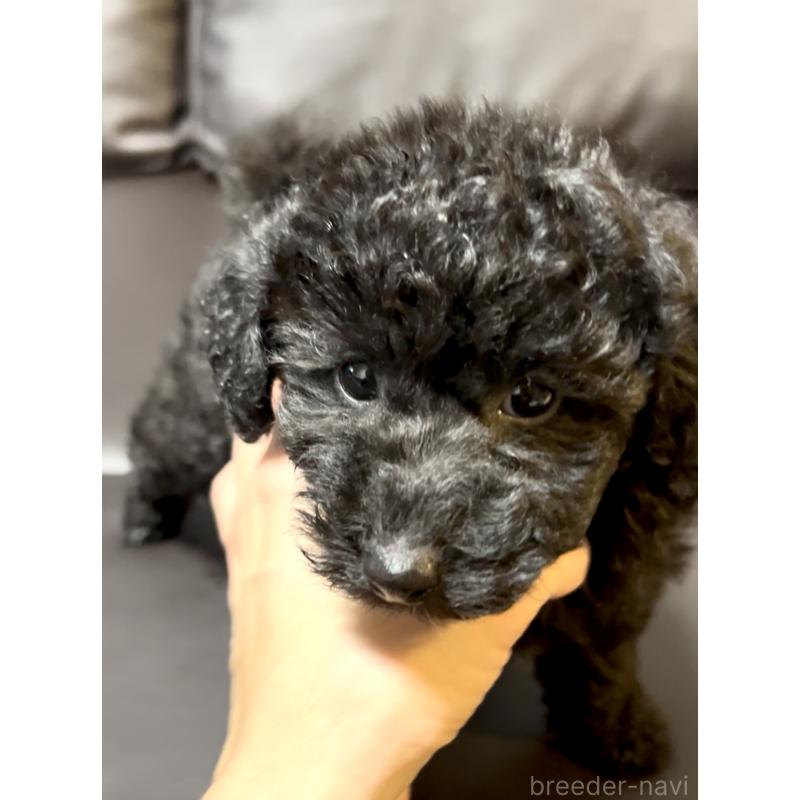 販売中の奈良県のトイプードル-428067の8枚目
