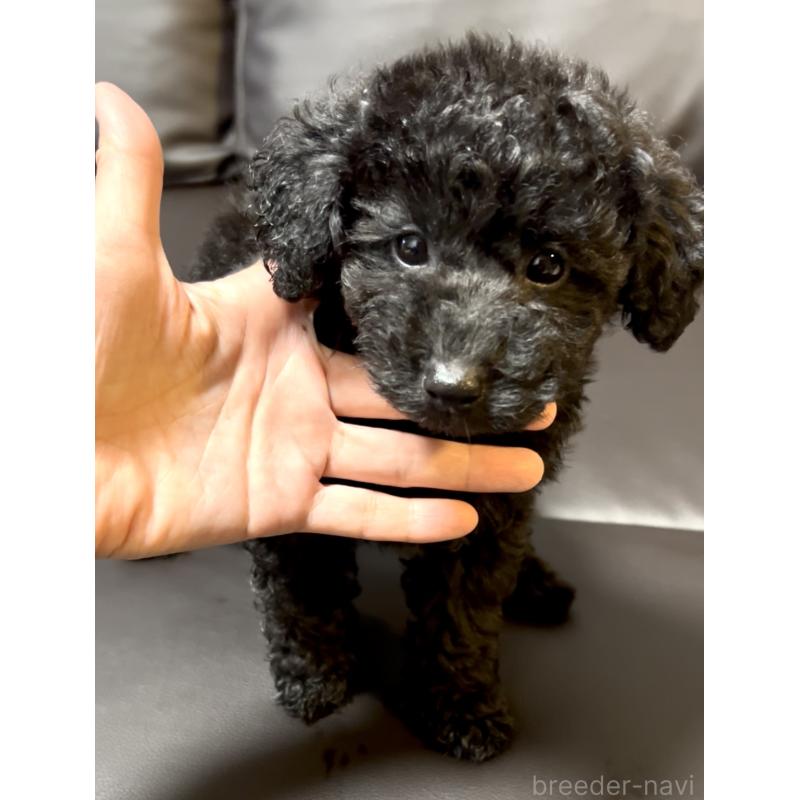 販売中の奈良県のトイプードル-428067の6枚目