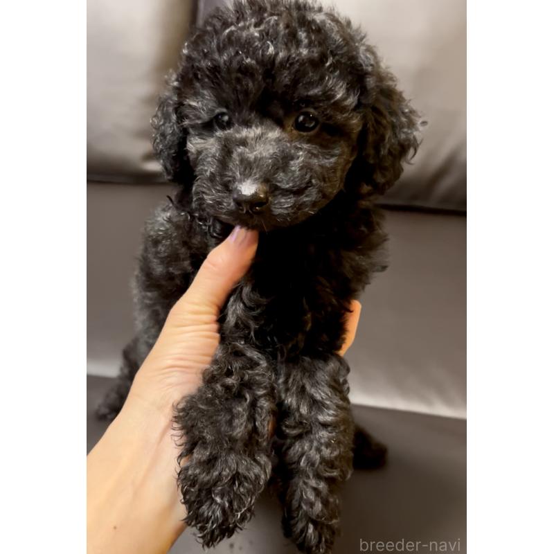 販売中の奈良県のトイプードル-428067の5枚目