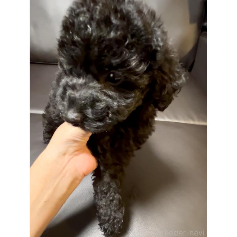 販売中の奈良県のトイプードル-428067の4枚目