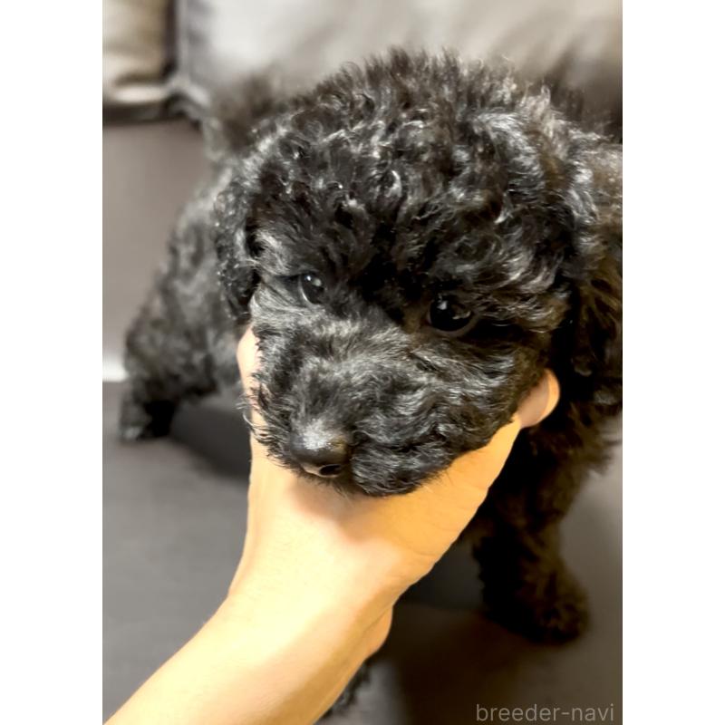 販売中の奈良県のトイプードル-428067の3枚目