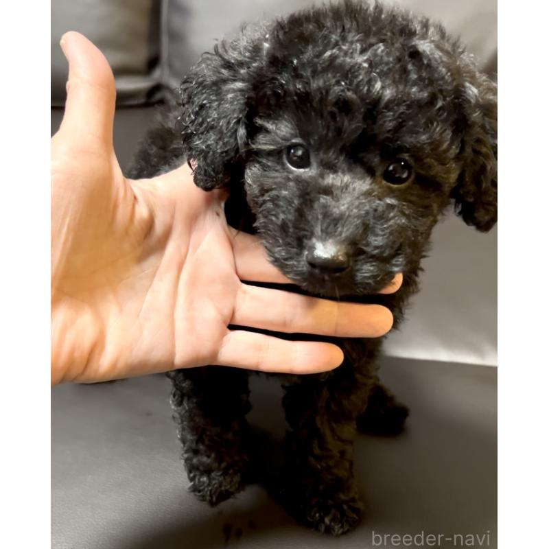 販売中の奈良県のトイプードル-428067の1枚目