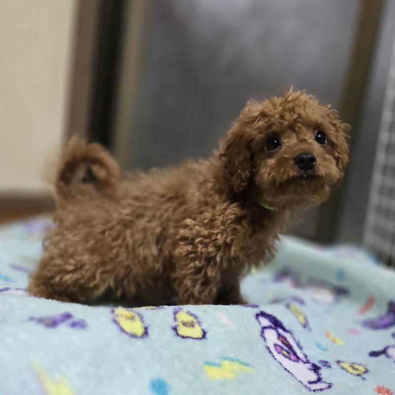 販売中の岡山県のトイプードル-411590の4枚目