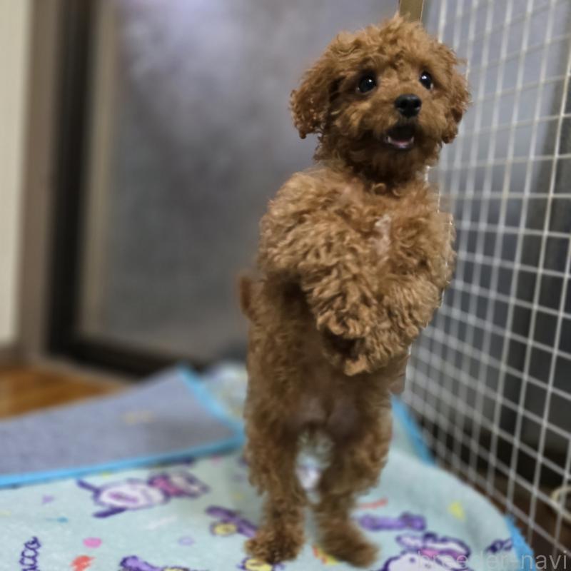 販売中の岡山県のトイプードル-411590の3枚目