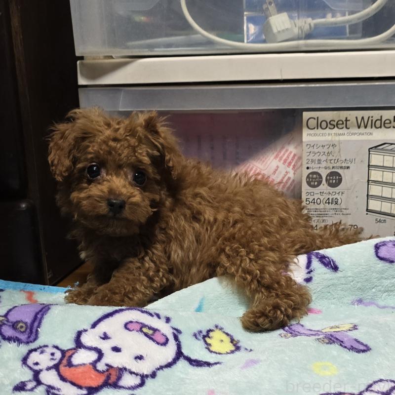 販売中の岡山県のトイプードル-411591の6枚目