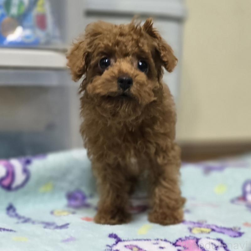 販売中の岡山県のトイプードル-411591の5枚目