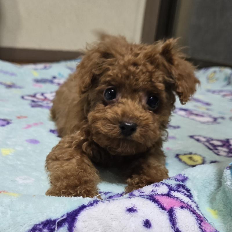 販売中の岡山県のトイプードル-411591の4枚目