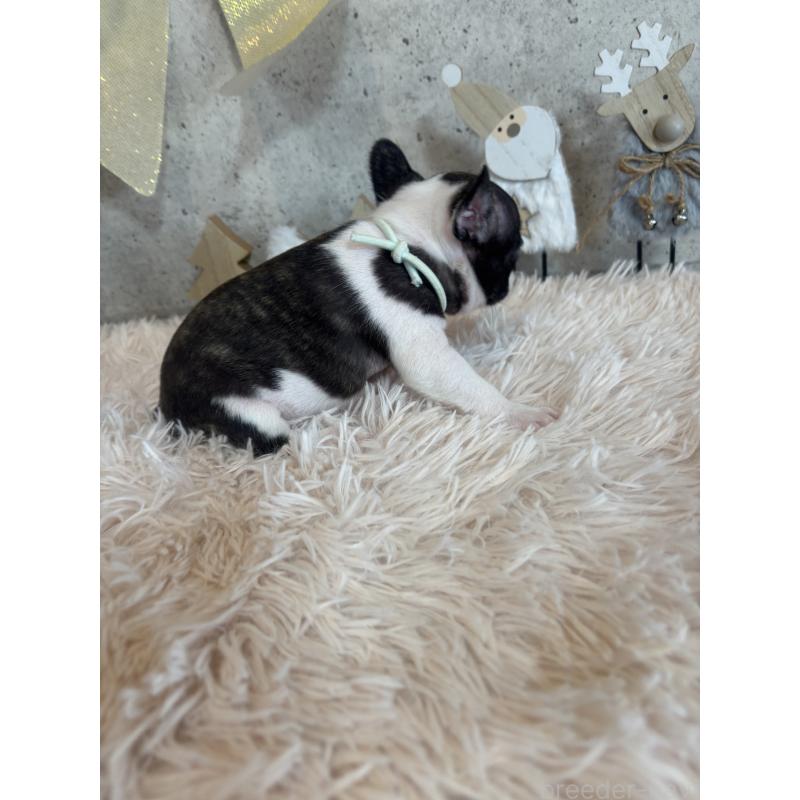 成約済の鹿児島県のフレンチブルドッグ-425612の4枚目