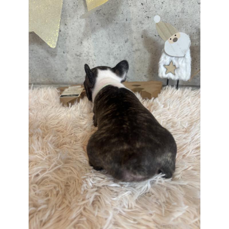 成約済の鹿児島県のフレンチブルドッグ-425612の3枚目