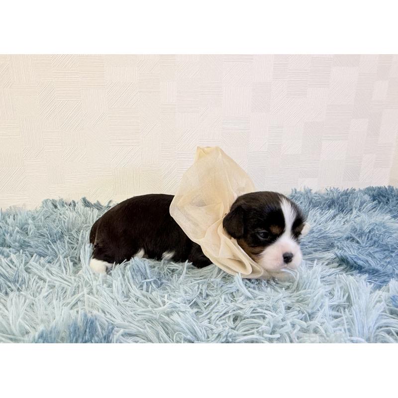 販売中の埼玉県のキャバリアキングチャールズスパニエル-428069の5枚目