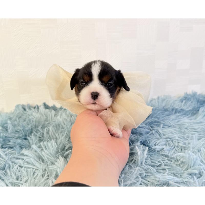 販売中の埼玉県のキャバリアキングチャールズスパニエル-428069の2枚目