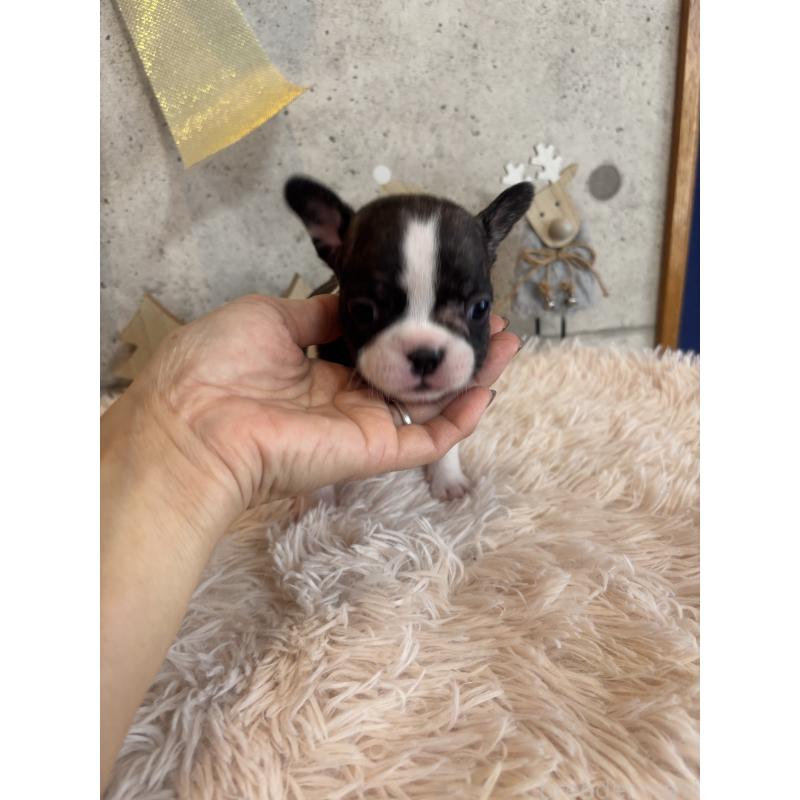 成約済の鹿児島県のフレンチブルドッグ-425612の2枚目