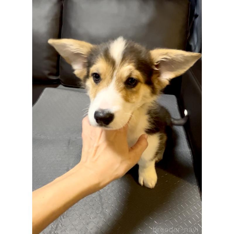 販売中の奈良県のウェルシュコーギーペンブローク-428073の9枚目