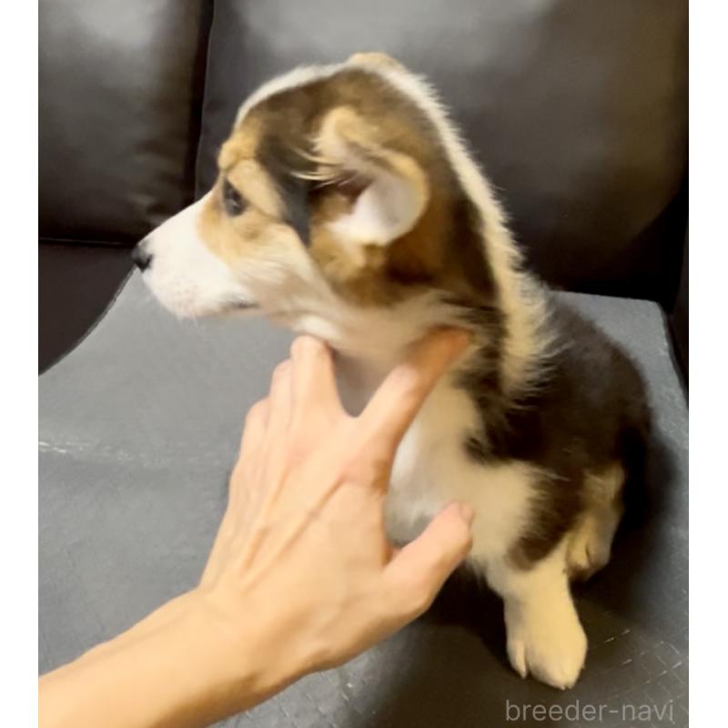 販売中の奈良県のウェルシュコーギーペンブローク-428073の8枚目