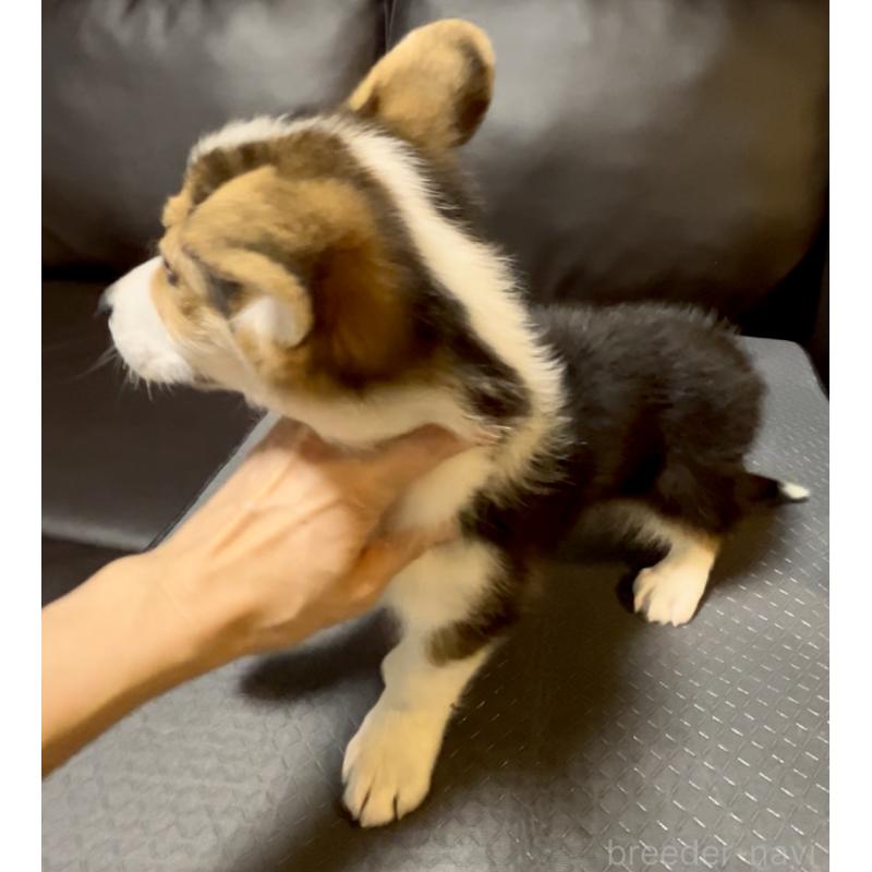 販売中の奈良県のウェルシュコーギーペンブローク-428073の7枚目