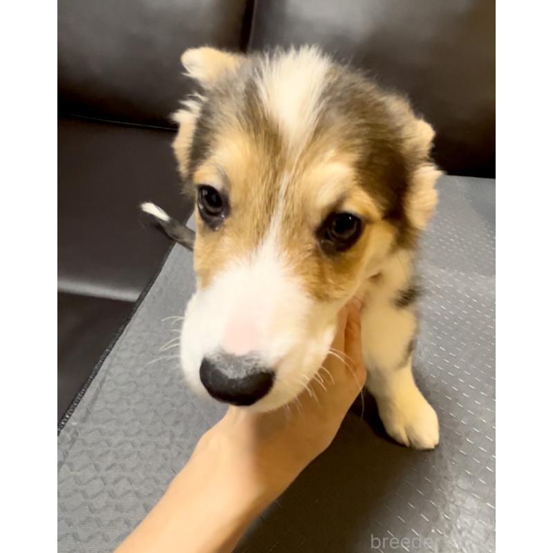 販売中の奈良県のウェルシュコーギーペンブローク-428073の6枚目