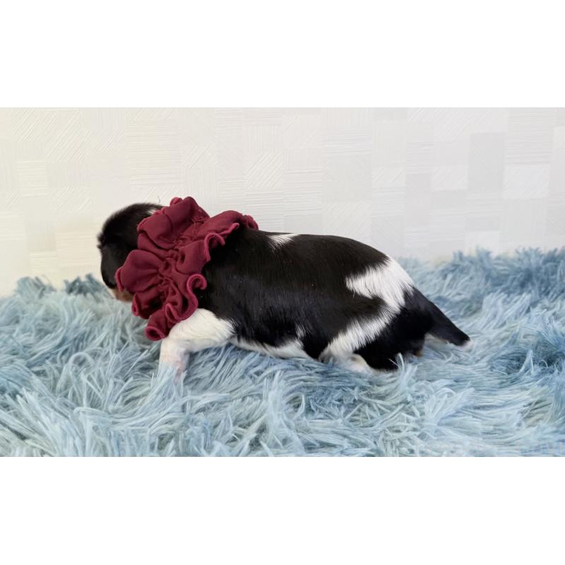 販売中の埼玉県のキャバリアキングチャールズスパニエル-428071の5枚目