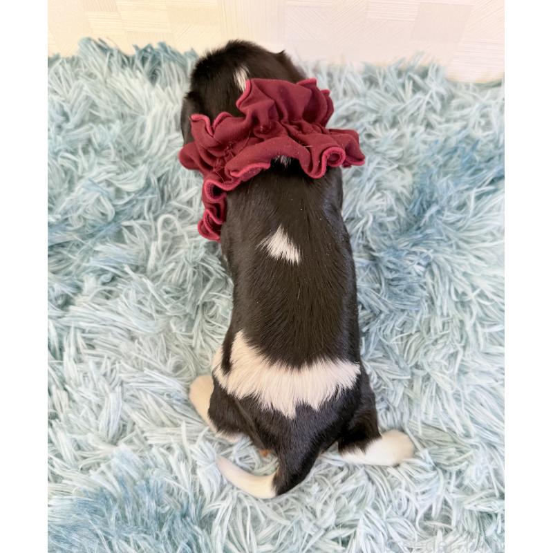 販売中の埼玉県のキャバリアキングチャールズスパニエル-428071の4枚目