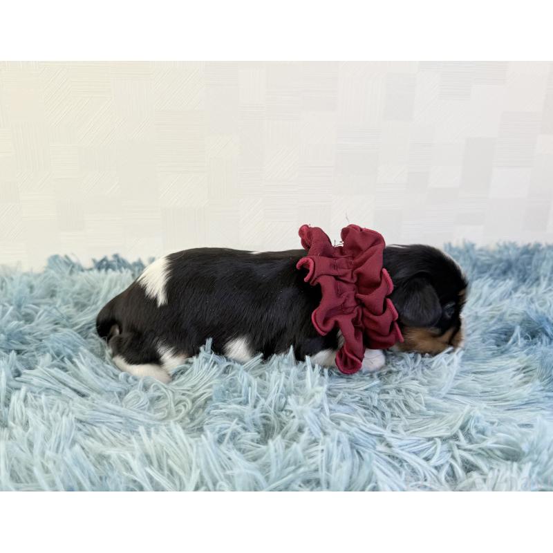 販売中の埼玉県のキャバリアキングチャールズスパニエル-428071の3枚目