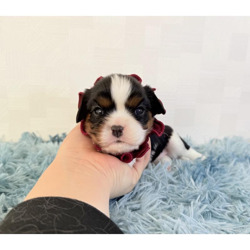 販売中の埼玉県のキャバリアキングチャールズスパニエル-428071の2枚目