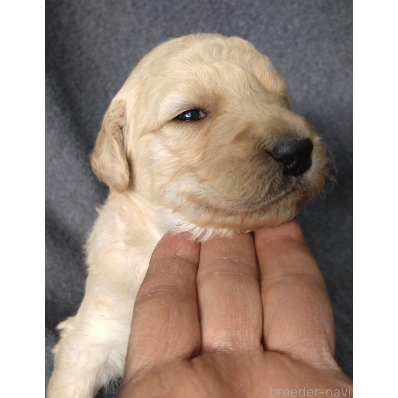 販売中の兵庫県のゴールデンドゥードル:ゴールデンレトリーバー×プードル-428070の4枚目