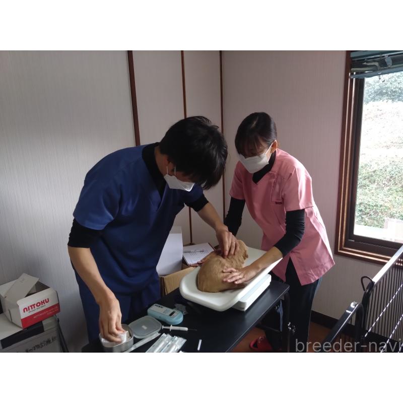 販売中の兵庫県のゴールデンドゥードル:ゴールデンレトリーバー×プードル-428070の3枚目