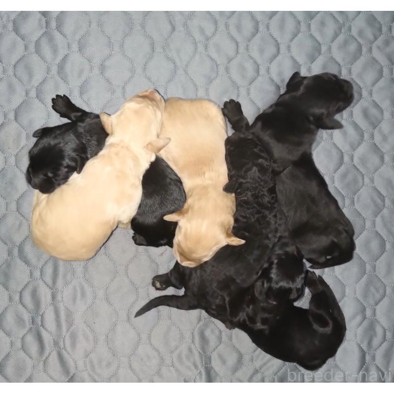 販売中の兵庫県のゴールデンドゥードル:ゴールデンレトリーバー×プードル-428070の2枚目