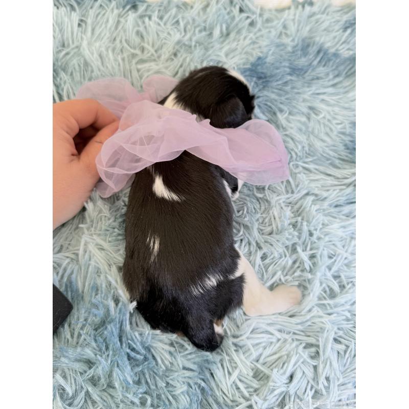 販売中の埼玉県のキャバリアキングチャールズスパニエル-428074の4枚目