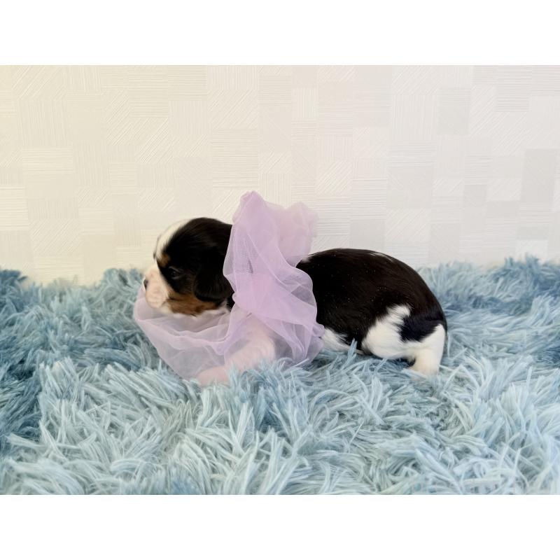 販売中の埼玉県のキャバリアキングチャールズスパニエル-428074の3枚目