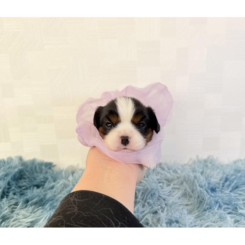 販売中の埼玉県のキャバリアキングチャールズスパニエル-428074の2枚目