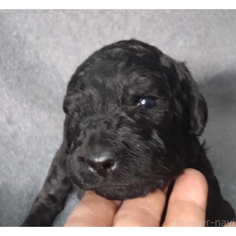 販売中の兵庫県のゴールデンドゥードル:ゴールデンレトリーバー×プードル-428075の4枚目