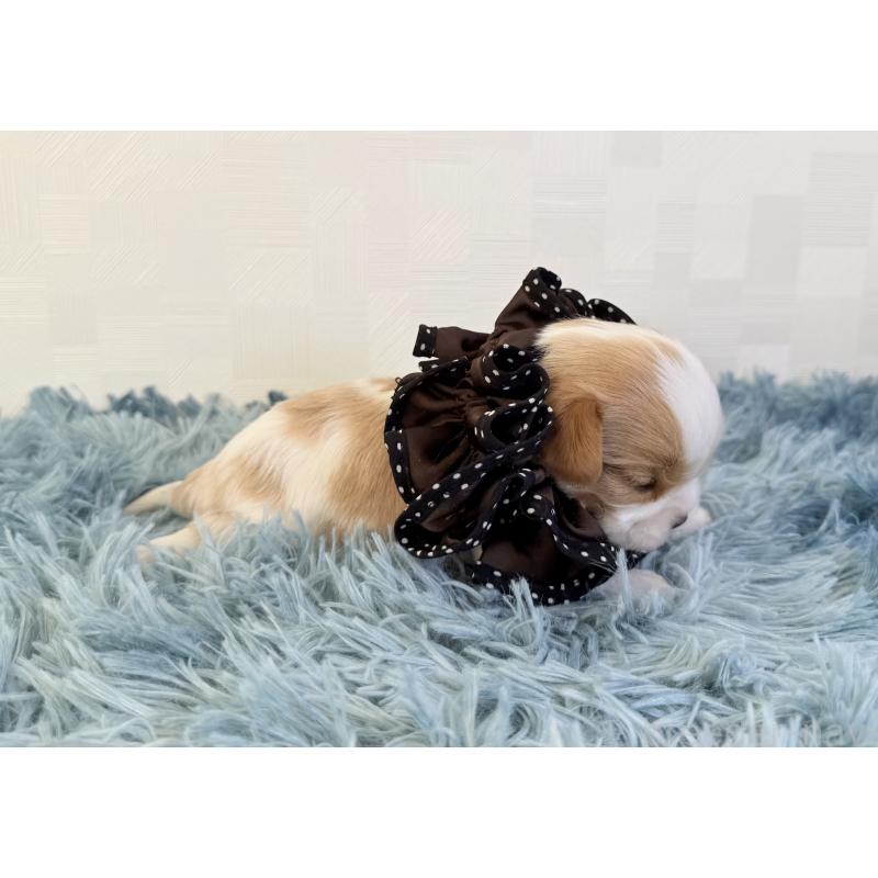 販売中の埼玉県のキャバリアキングチャールズスパニエル-428077の5枚目