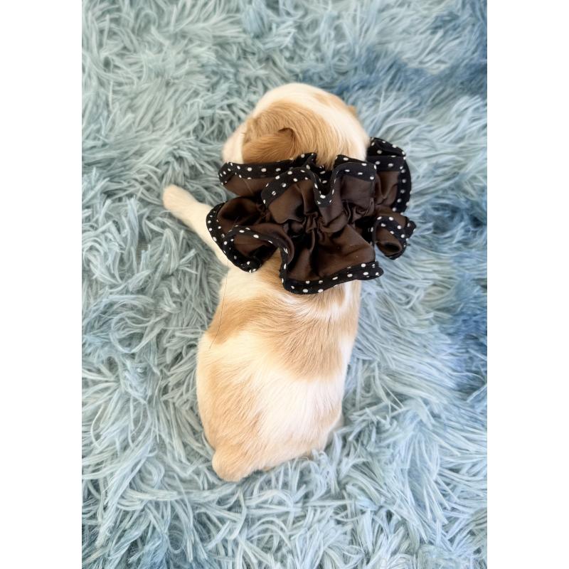 販売中の埼玉県のキャバリアキングチャールズスパニエル-428077の4枚目