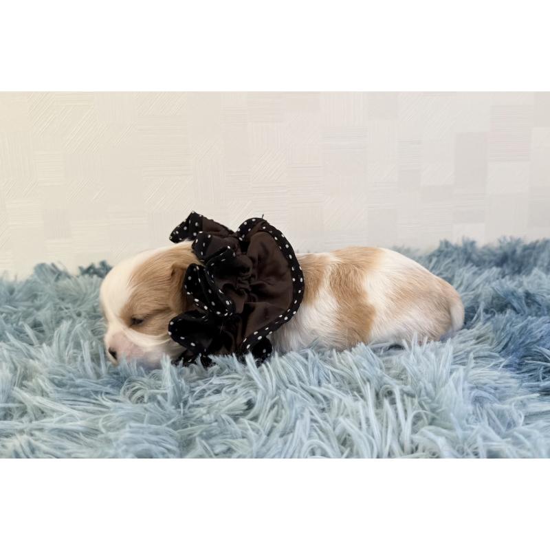 販売中の埼玉県のキャバリアキングチャールズスパニエル-428077の3枚目