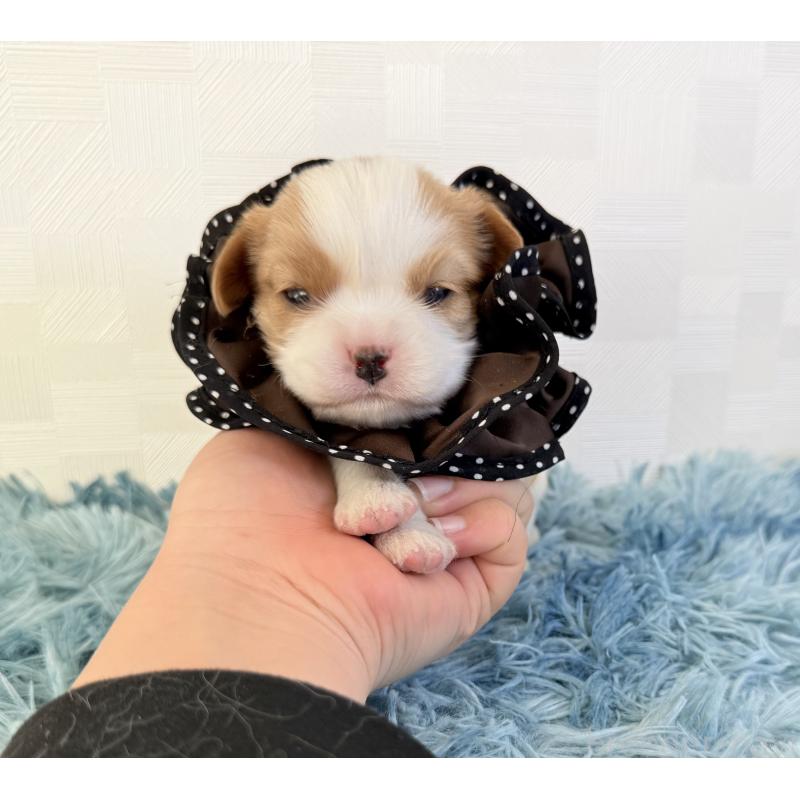 販売中の埼玉県のキャバリアキングチャールズスパニエル-428077の2枚目