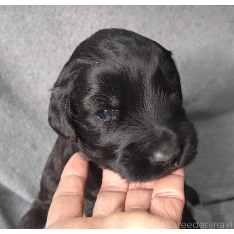 販売中の兵庫県のゴールデンドゥードル:ゴールデンレトリーバー×プードル-428076の4枚目