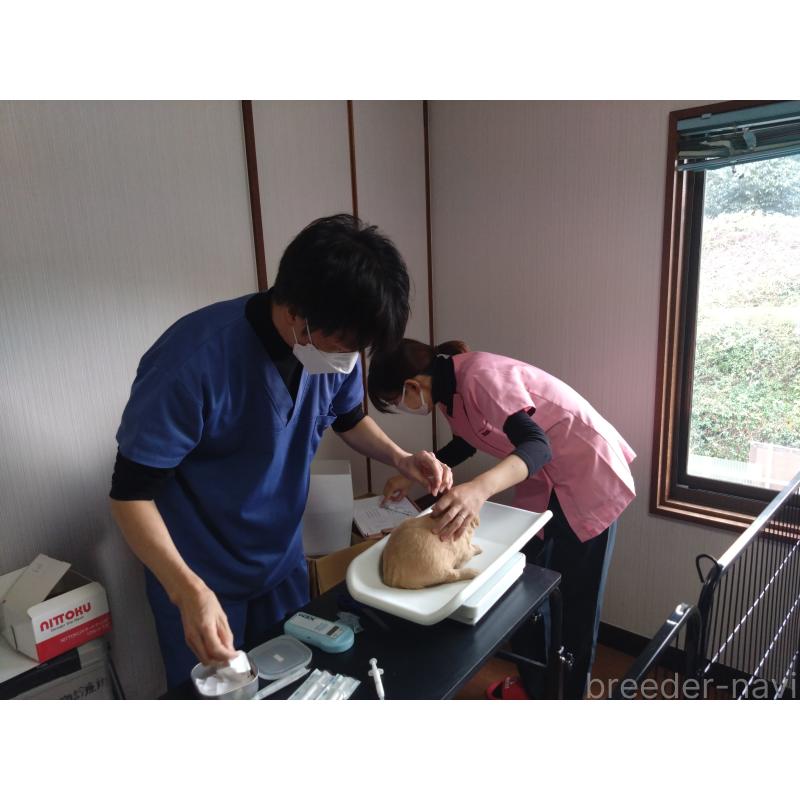 販売中の兵庫県のゴールデンドゥードル:ゴールデンレトリーバー×プードル-428076の3枚目