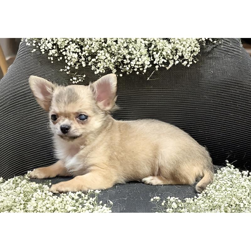 販売中の静岡県のチワワ(ロングコート)-428078の3枚目